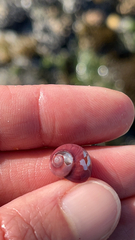 Margarella violacea