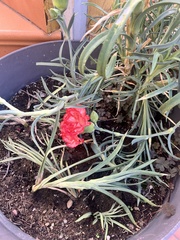Dianthus caryophyllus