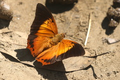 Charaxes bernardus