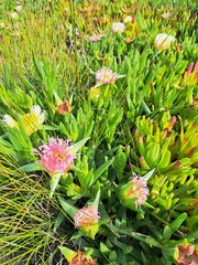 Carpobrotus edulis edulis