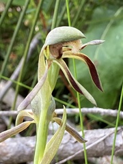 Lyperanthus serratus