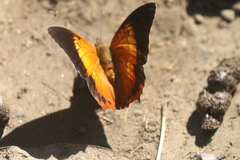 Charaxes bernardus