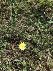 Pilosella officinarum