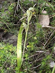 Lyperanthus serratus