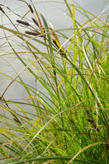 Carex acuta
