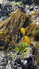 Halosaccion glandiforme
