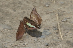Polyura athamas
