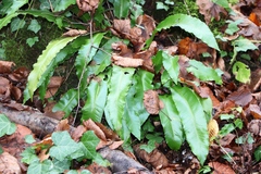 Asplenium scolopendrium scolopendrium