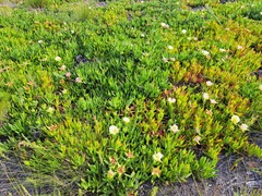 Carpobrotus edulis edulis