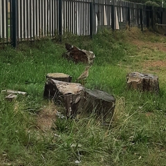 Burhinus capensis capensis