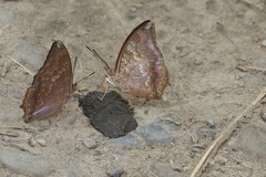 Charaxes bernardus