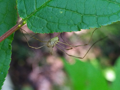 Rilaena triangularis