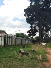 Burhinus capensis capensis