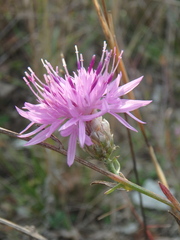 Centaurea caprina