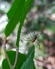Rilaena triangularis