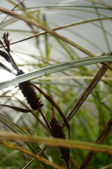 Carex acuta