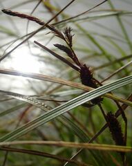 Carex acuta