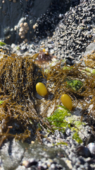 Halosaccion glandiforme