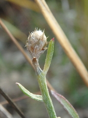 Centaurea caprina