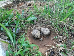 Burhinus capensis capensis