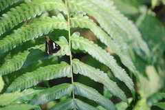 Notocrypta curvifascia