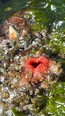 Pyuridae