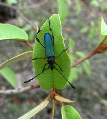 Helymaeus notaticollis