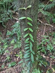 Hydrangea viburnoides