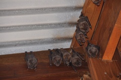 Artibeus jamaicensis