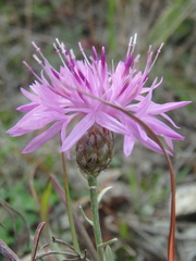 Centaurea caprina