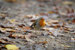 Erithacus rubecula