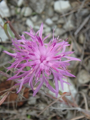 Centaurea caprina