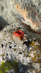 Pyuridae