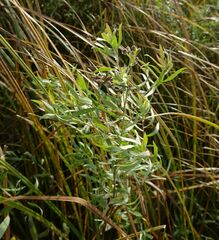 Achillea salicifolia
