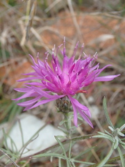 Centaurea caprina