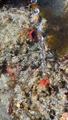 Pyuridae