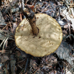 Lentinus substrictus