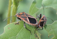 Graptostethus servus