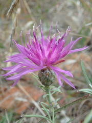 Centaurea caprina