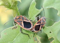 Graptostethus servus