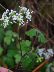 Chaerophyllum temulum