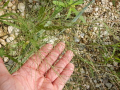 Leptochloa mucronata