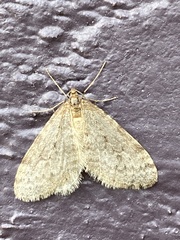 Operophtera bruceata