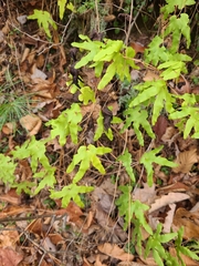 Lygodium palmatum