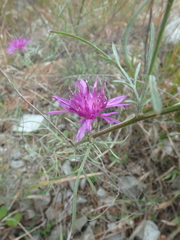 Centaurea caprina