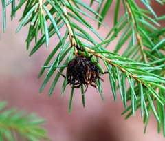 Adelges abietis