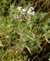 Achillea salicifolia