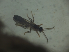 Tetraponera rufonigra