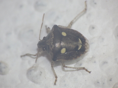 Eysarcoris guttigerus