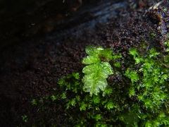 Plagiomnium undulatum